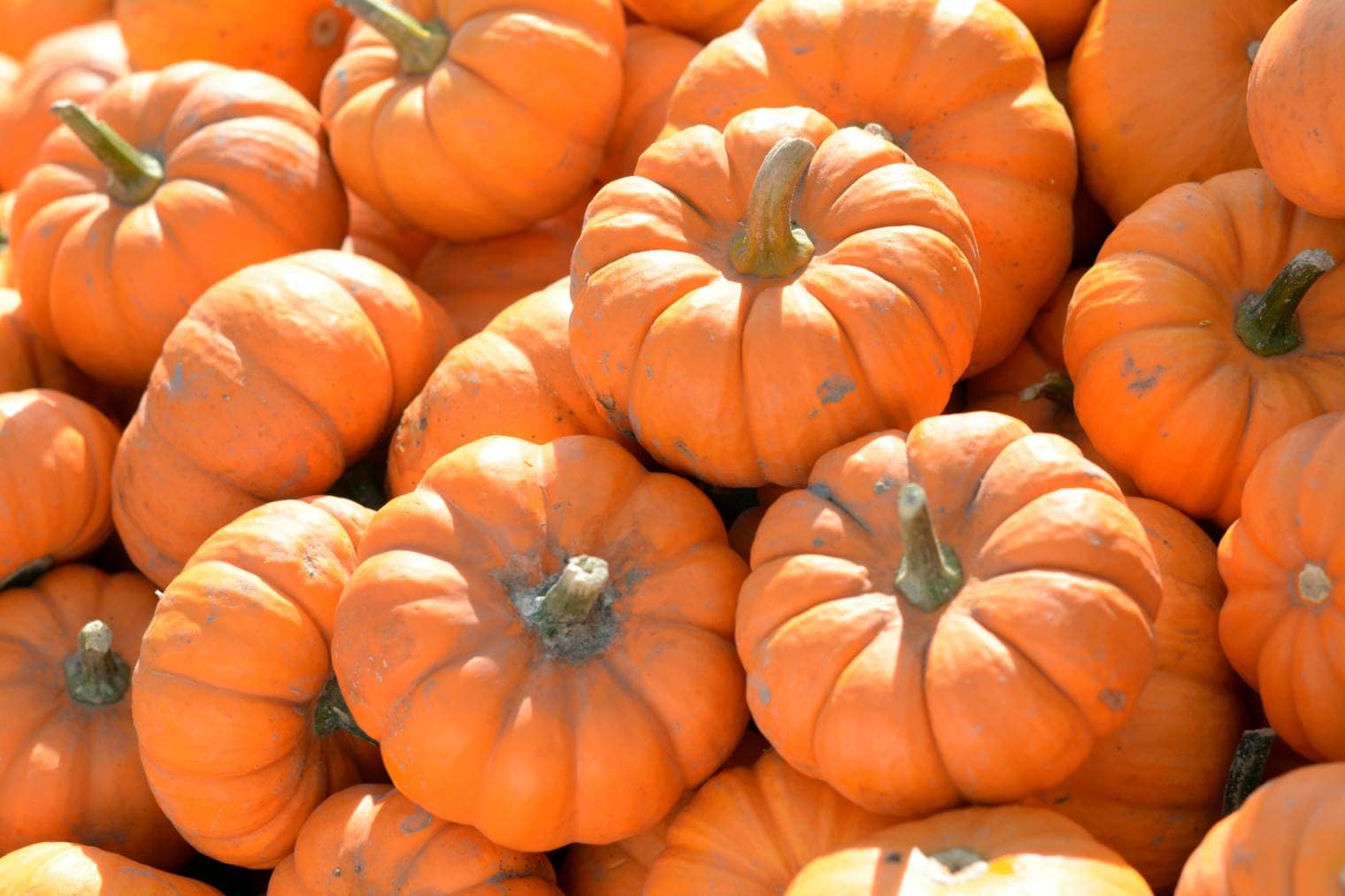 Jack Be Little Pumpkin