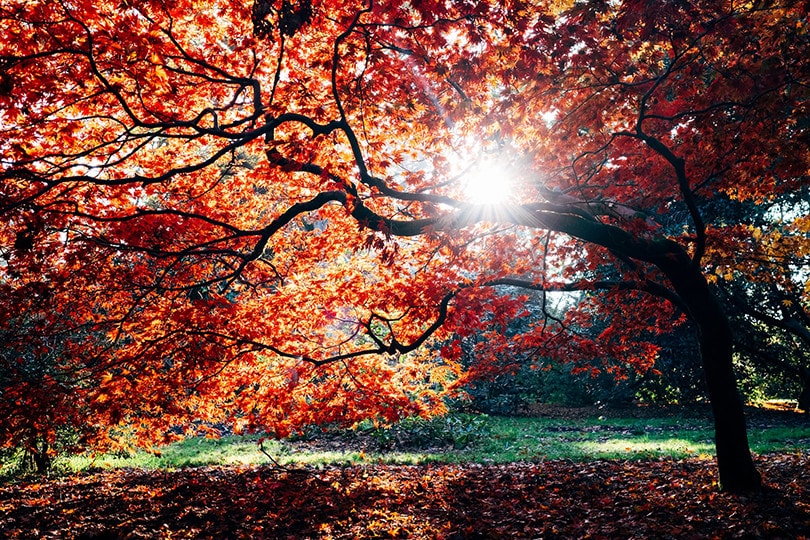 Japanese Maple Tree