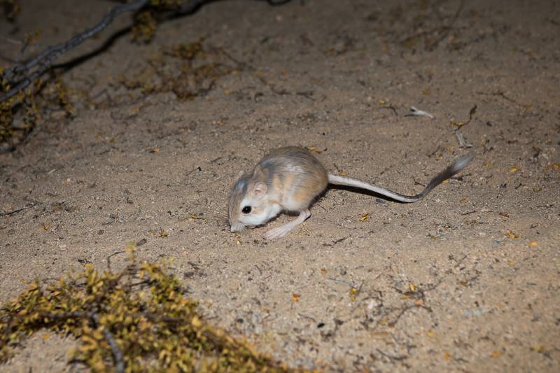 Kangaroo rat in desert sand
