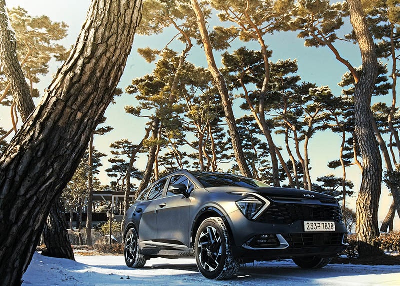 Kia sportage running along thick pine trees