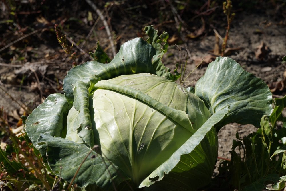 Late Flat Dutch cabbage in late Autumn