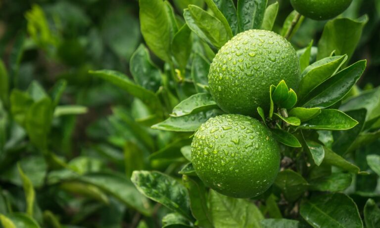 15 Types of Lime (With Pictures) | House Grail