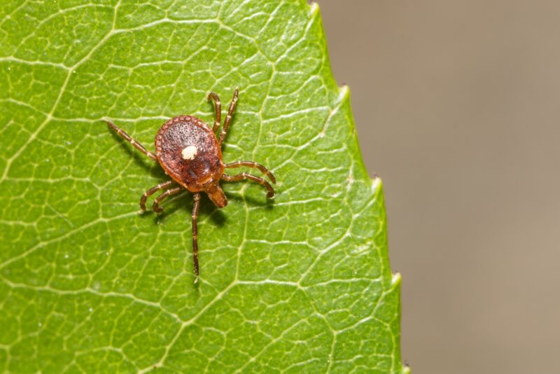 tick identification maine