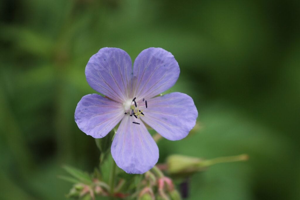 Meadow Geranium