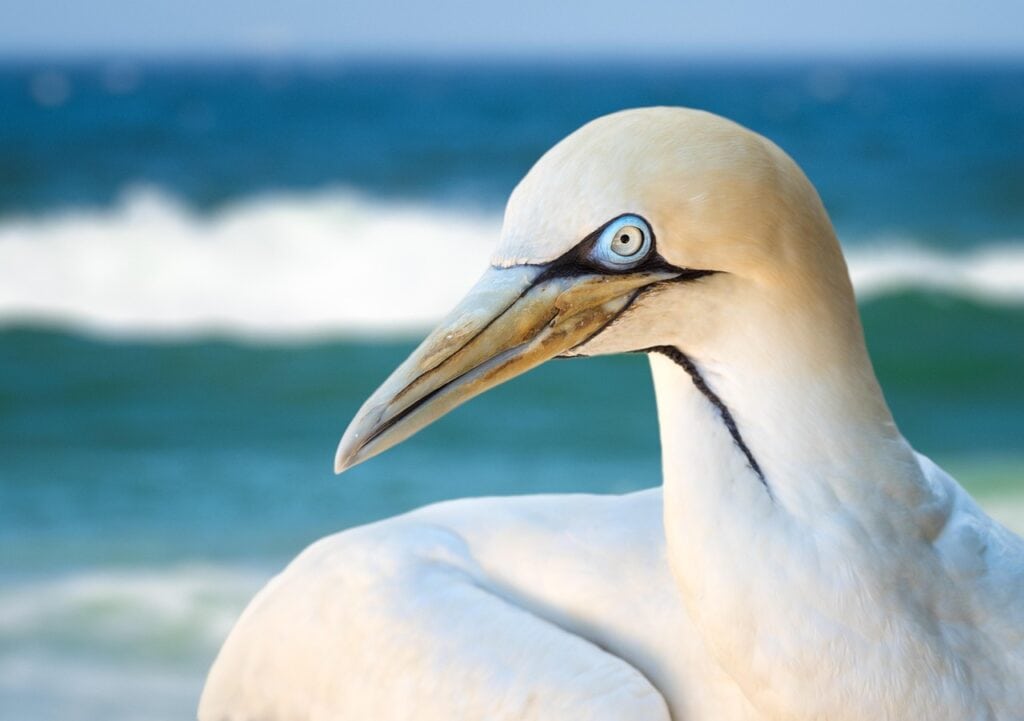 Northern Bird