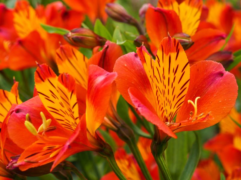 Orange Glory alstroemeria flower (Peruvian lily)