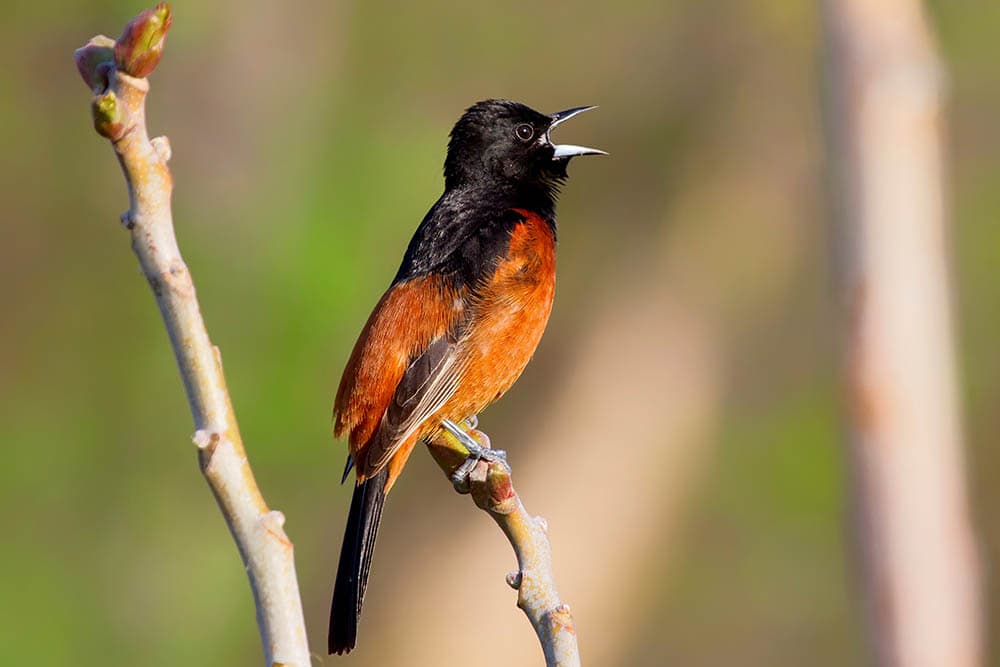 Orchard Oriole