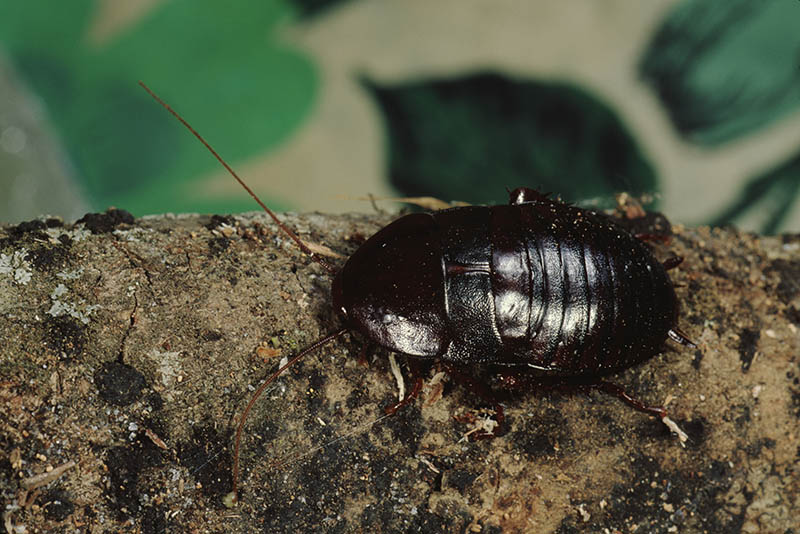 6 Types of Cockroaches in Oklahoma (With Pictures) | House Grail