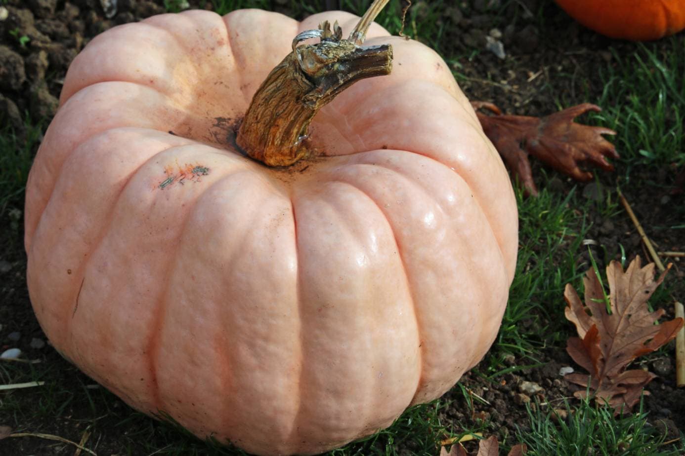 Pink Porcelain Doll Pink Pumpkin 