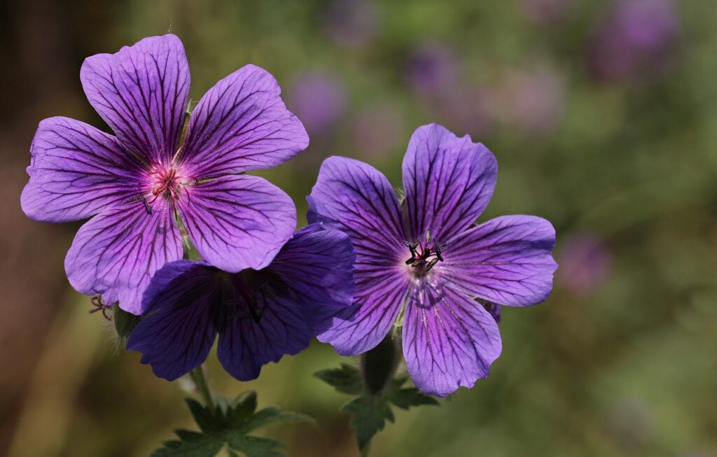 Purple Cranesbill