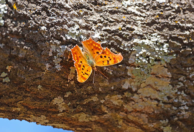 Question mark butterfly