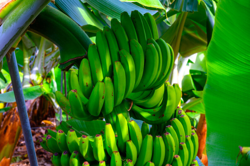 Rajapuri Bananas