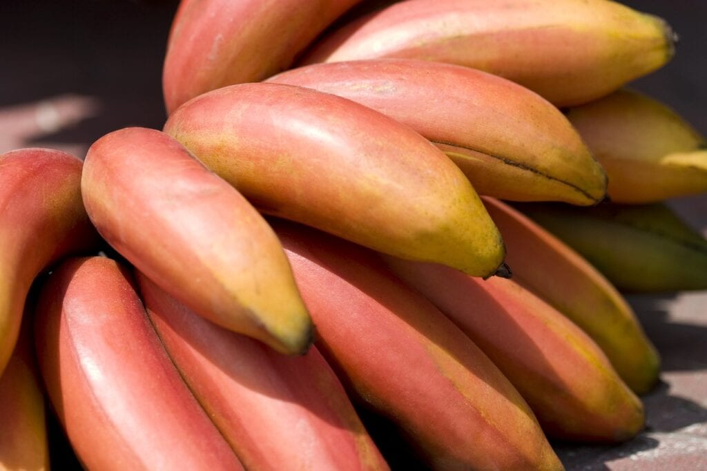 Red Bananas