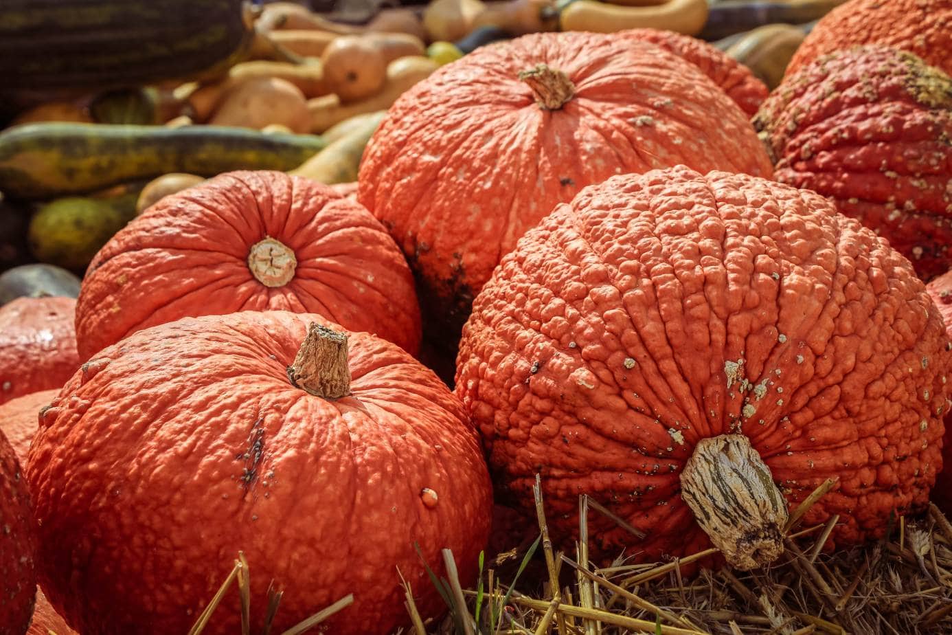 Red Warty Thing Pumpkin