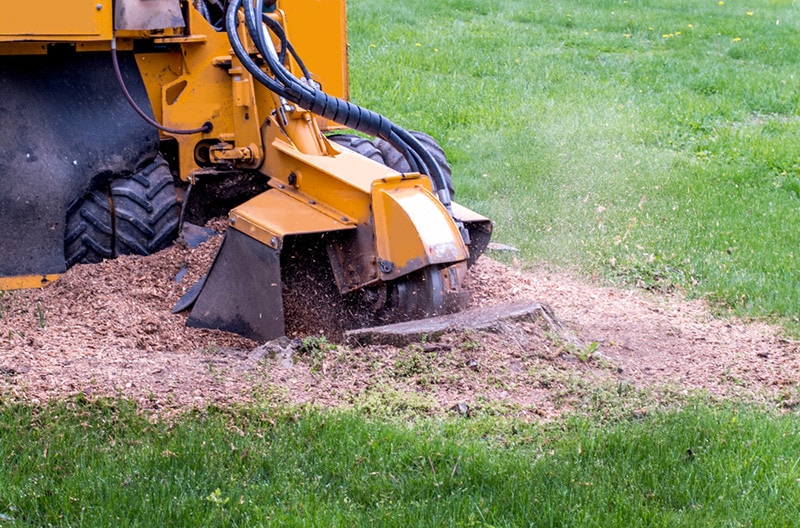 what-happens-to-roots-after-stump-grinding-the-interesting-answer-house-grail