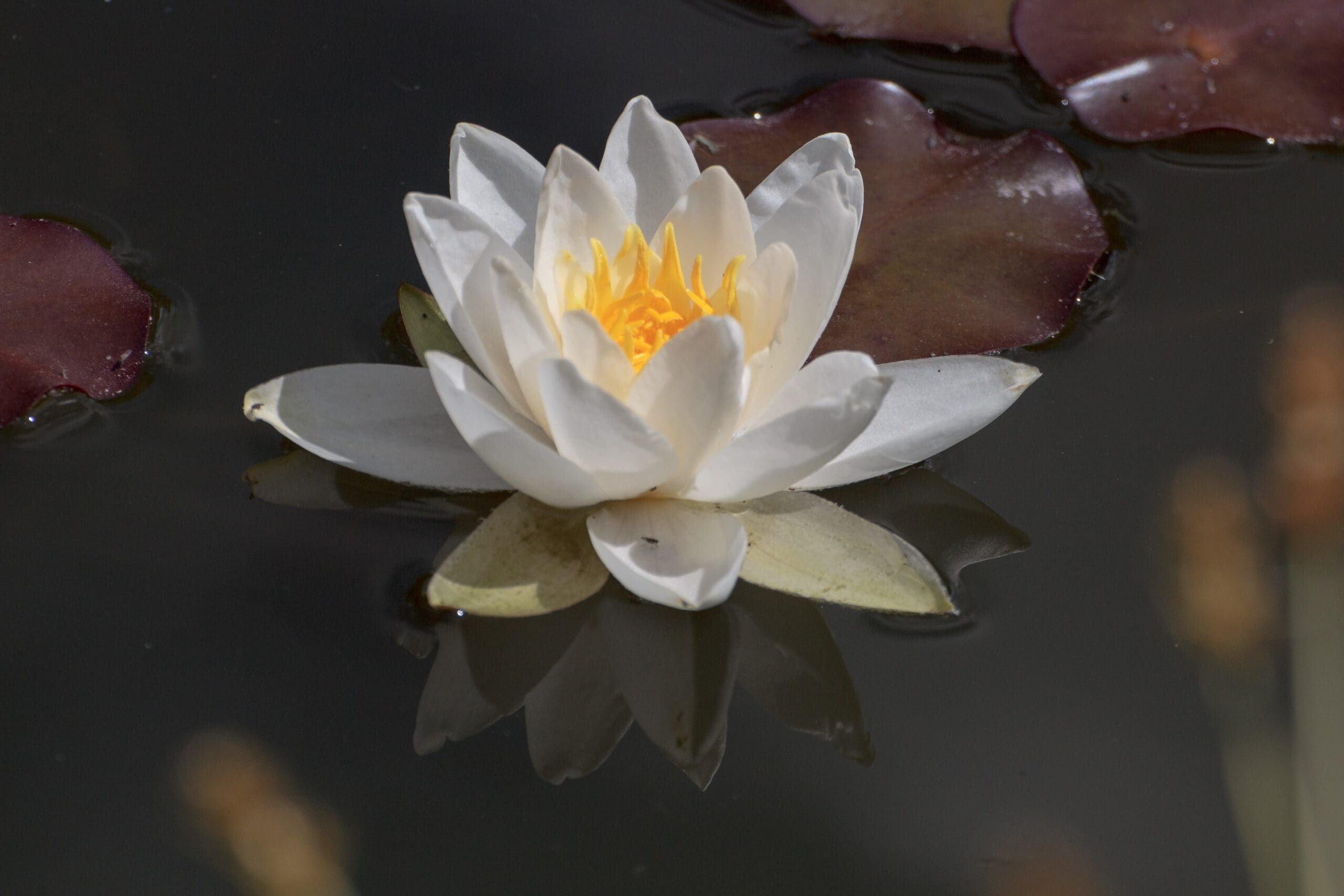 Resurrection Lily
