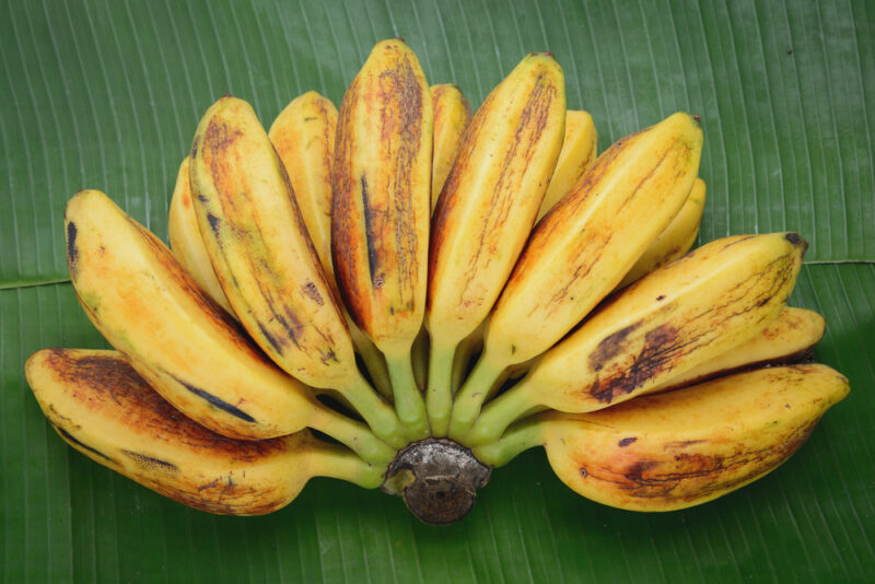 Saba Bananas
