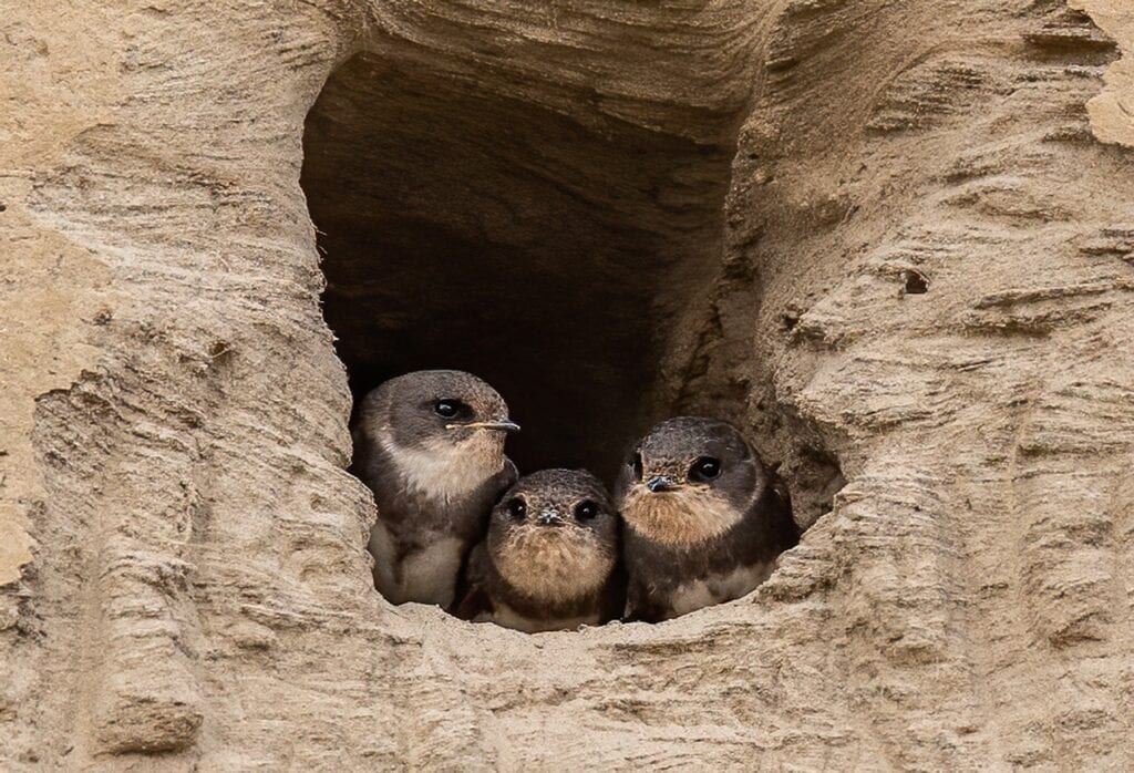 Sand Martin 