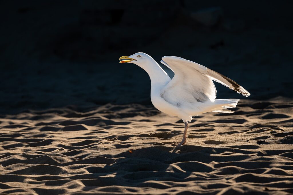 Seabird