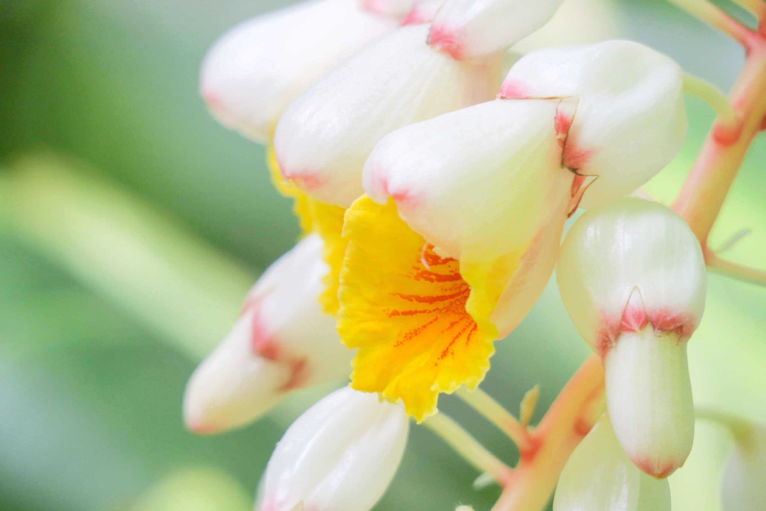 Shell Ginger