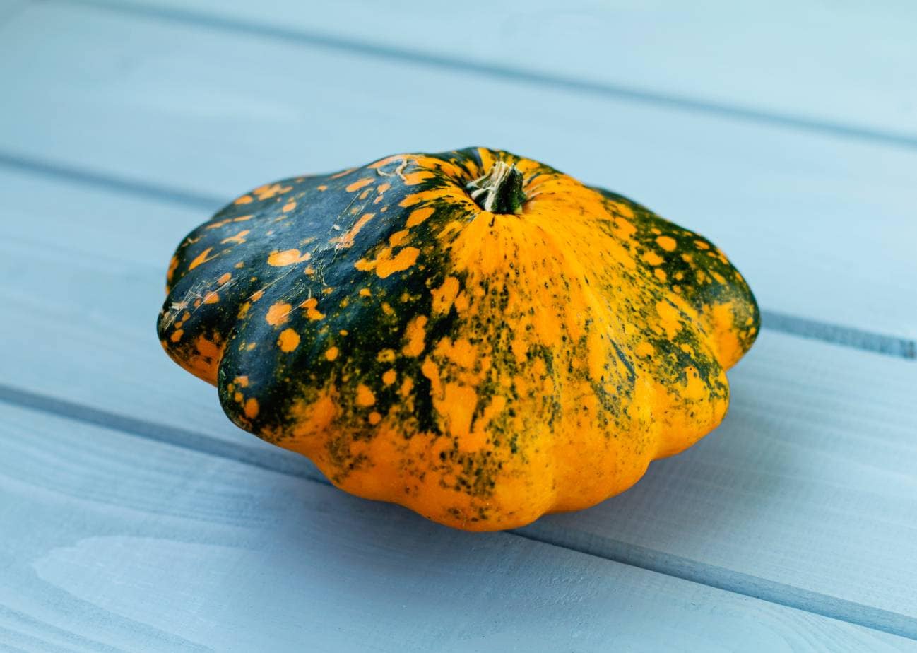 Sugar Bush Pumpkin