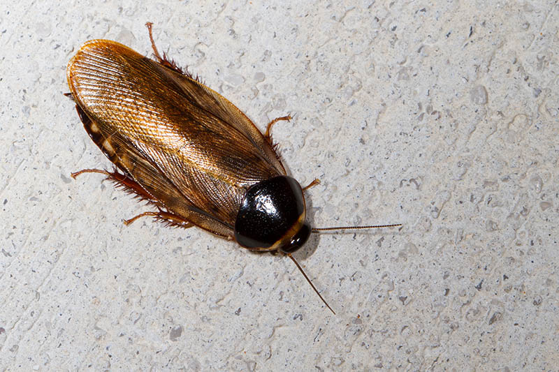 What Are Giant Flying Cockroaches 6 Types House Grail   Surinam Cockroach Elliotte Rusty Harold Shutterstock 