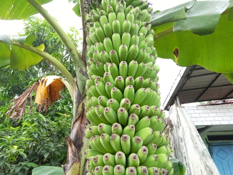 Thousand Fingers Bananas