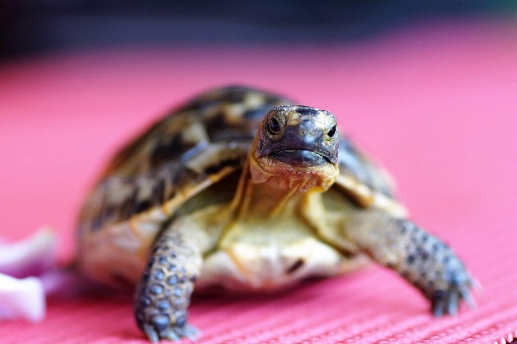 Tortoise