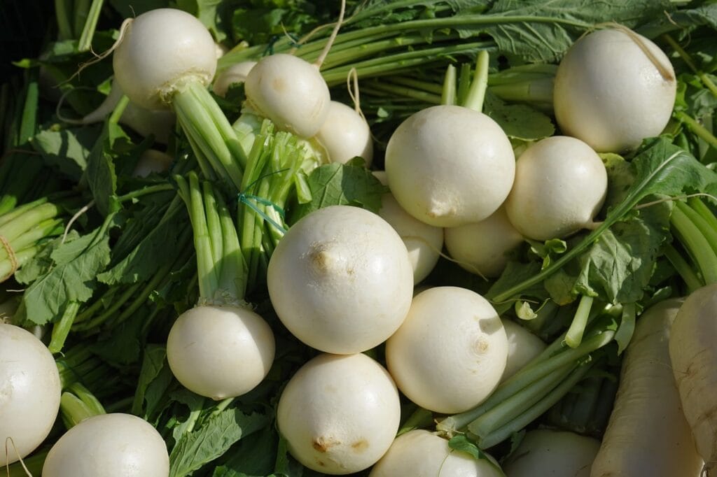 White Turnip