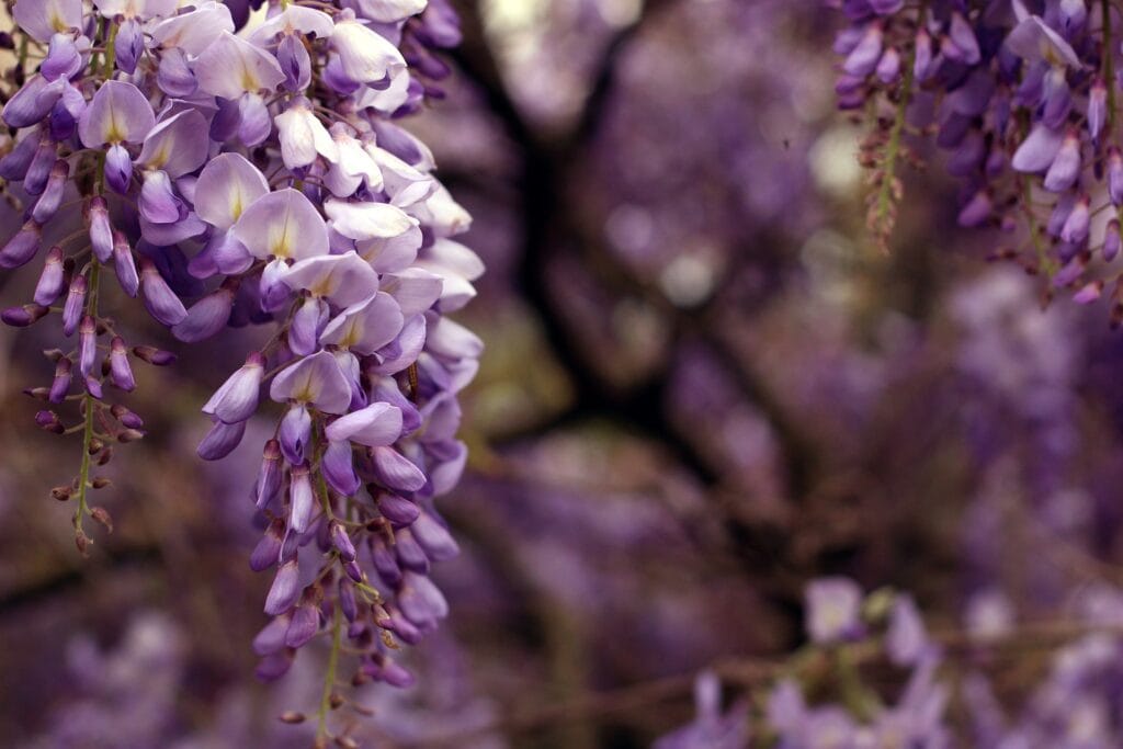 Wisterias Bloom