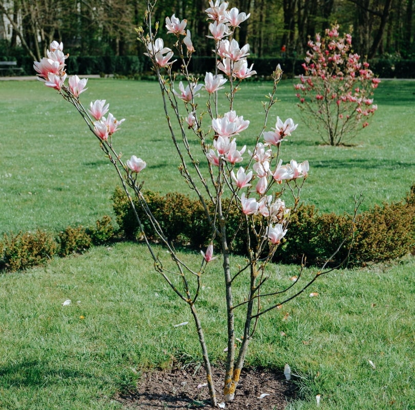 Young Magnolia tree in the garden