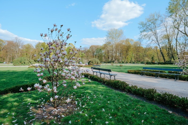 Young magnolia tree in the park