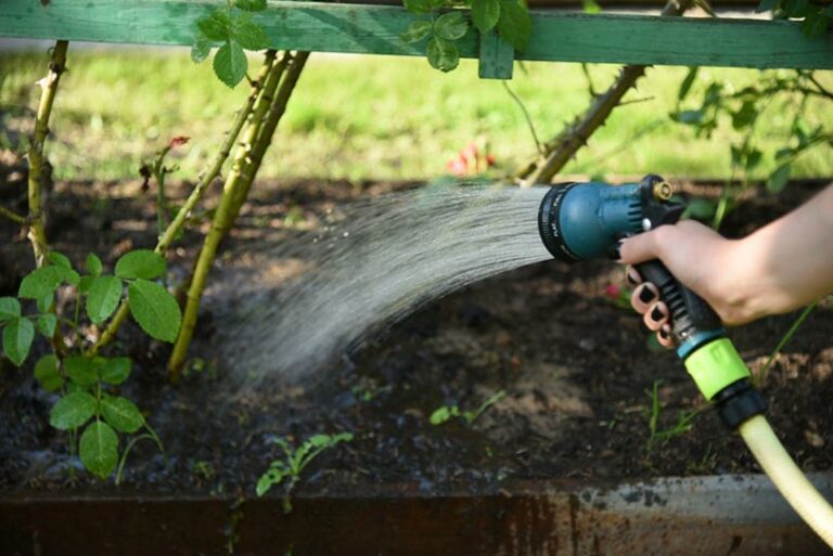 Which Fruits Need The Most Water To Produce 2024 Guide House Grail   A Gardener Waters A Rose In The Garden PhotoPOU Shutterstock 768x513 