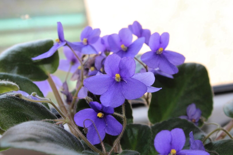 How To Make Potting Soil for African Violets Everything You Need to ...