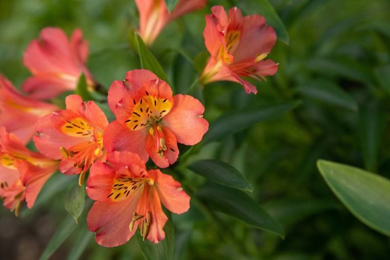 alstroemeria flower