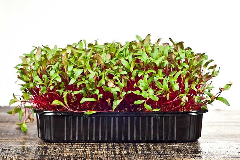 Beet microgreens