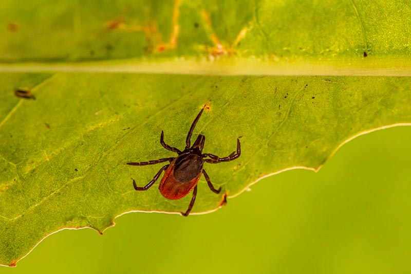 tick identification tennessee