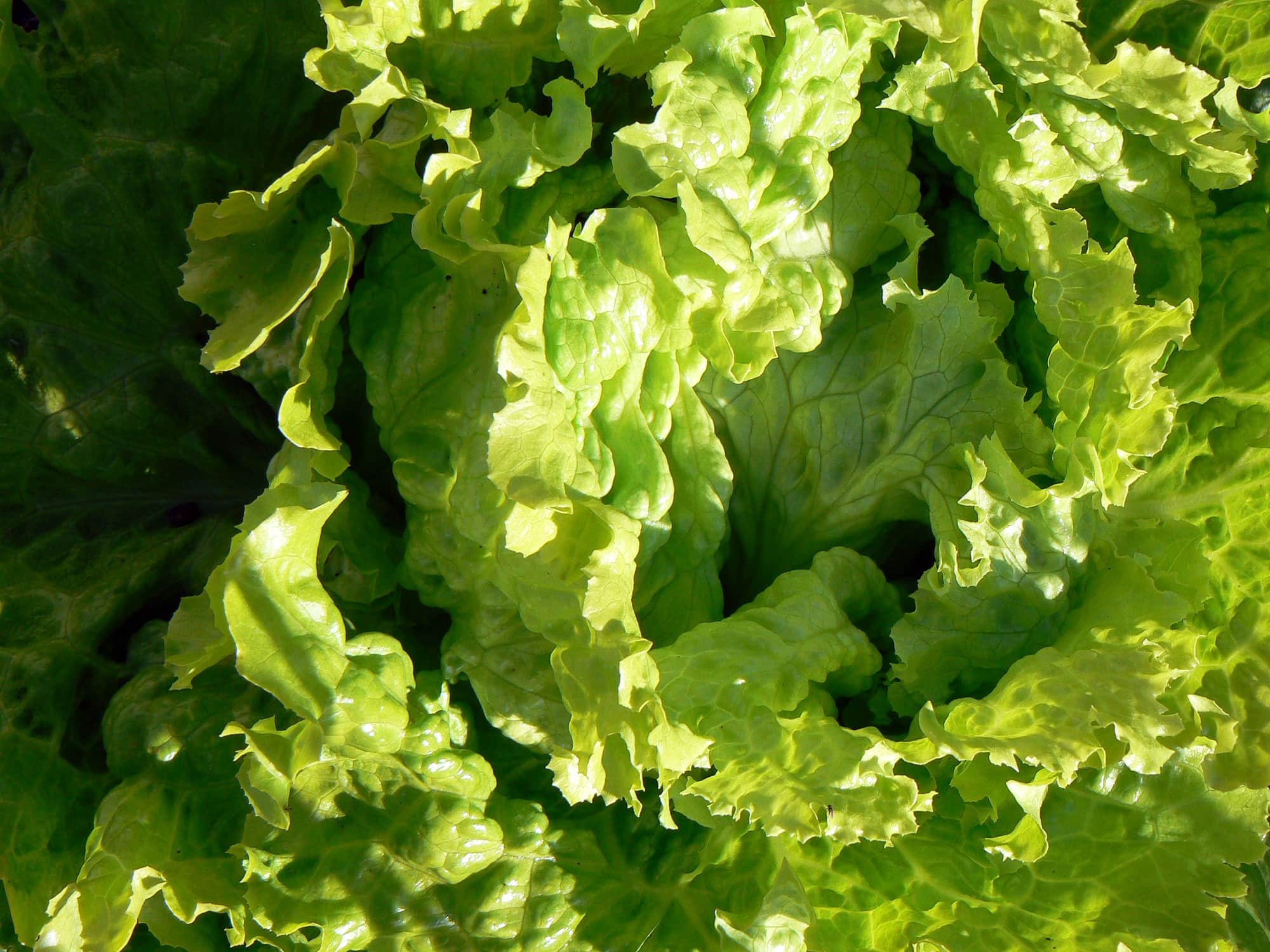 black seeded simpson lettuce