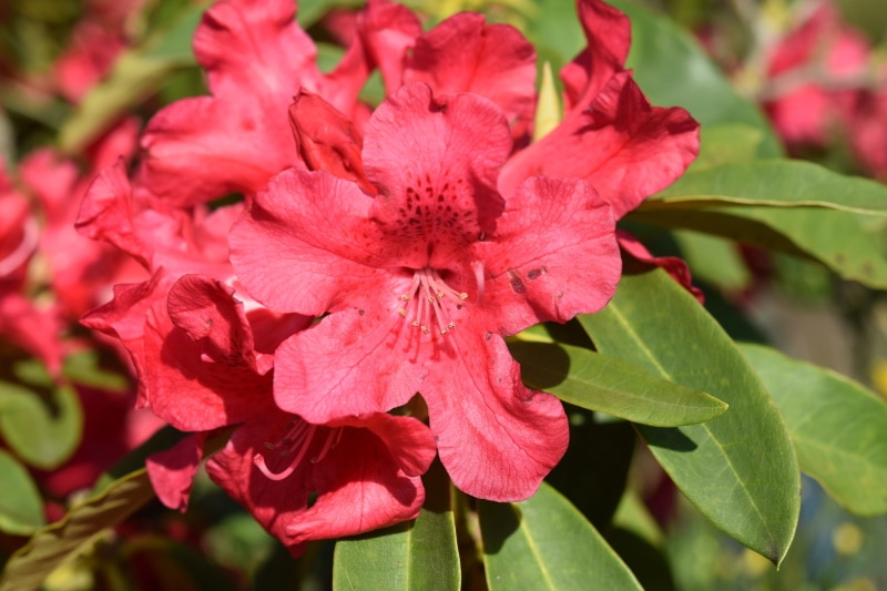 blaze of fire azalea