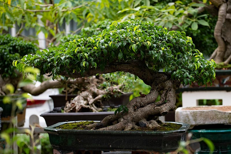 How Much Does a Bonsai Tree Cost? (2024 Price Guide) House Grail