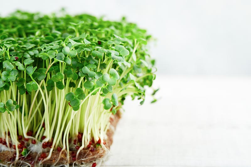 broccoli microgreens