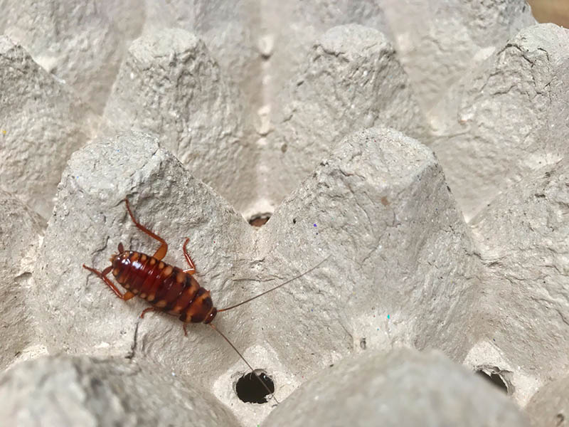 Brown Banded Cockroach Freedom My Wing Shutterstock 