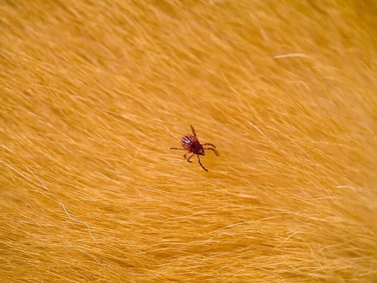 6 Types of Ticks in Arkansas (With Pictures) House Grail
