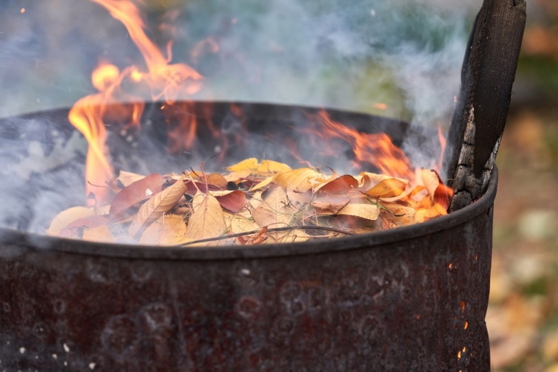 Burning leaves