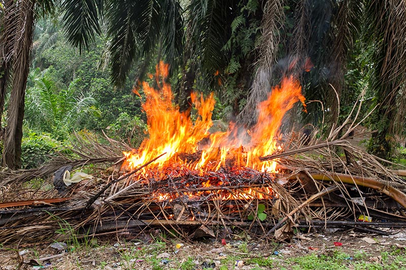 Can You Burn Palm Tree Wood? Is It Good Firewood? | House Grail