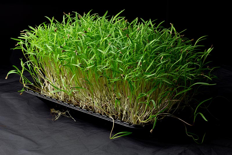 Carrot Microgreens