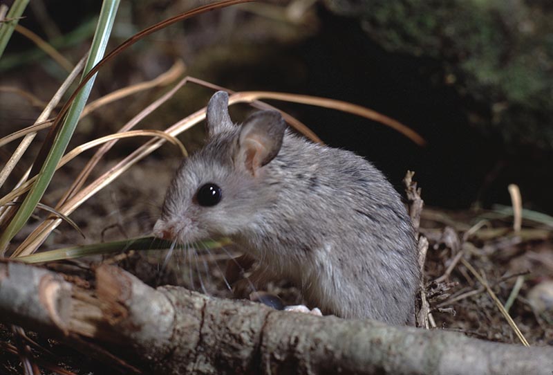 Rats in Colorado: Types, Facts, and Tips for Homeowners | House Grail