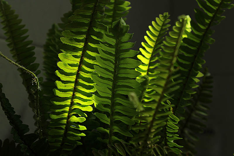 close up of a boston fern plant