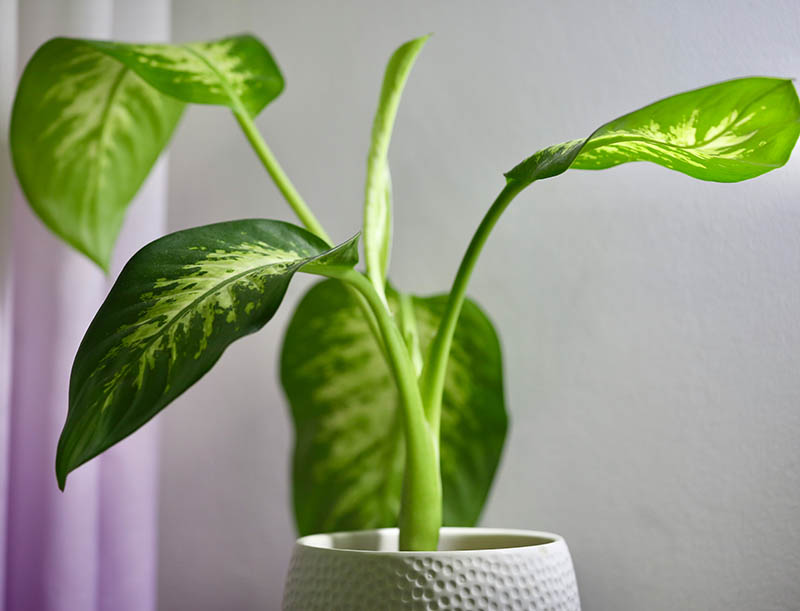 close up photo of a dumbcane plant