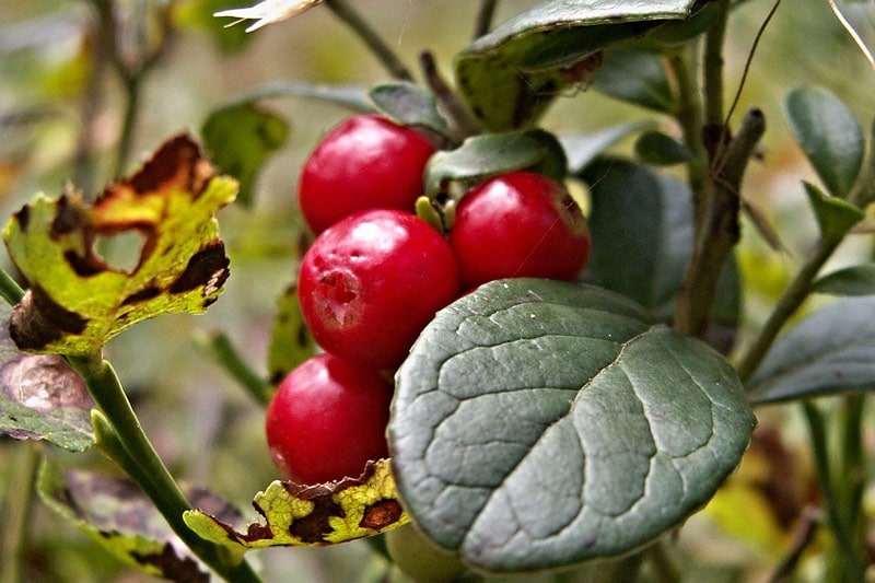 cranberries surrounded by leaves